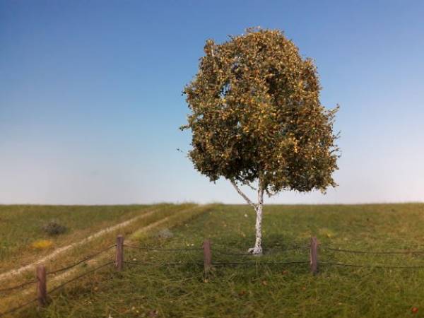 Moorbirke  H0 Frühherbst